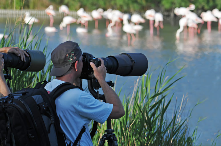 photographe animalier photographe animalier