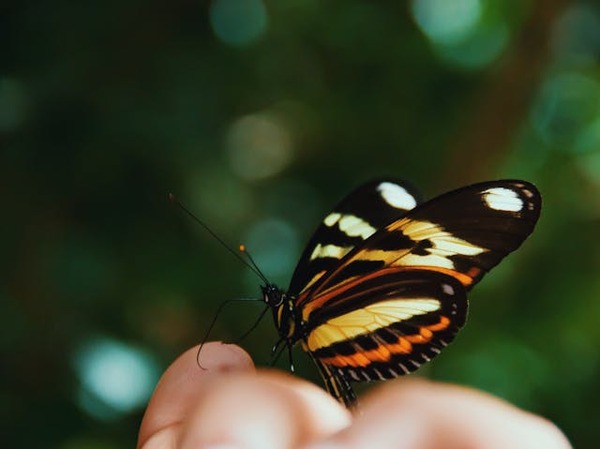 effet bokeh en macrophotographie